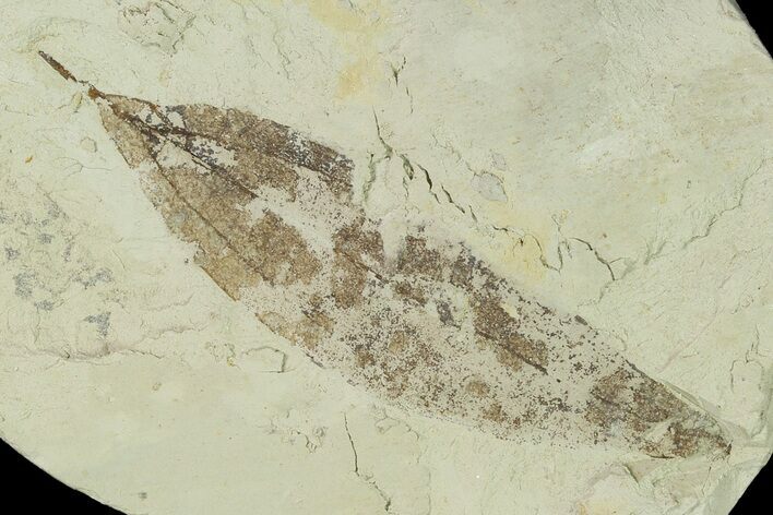 Miocene Fossil Leaf (Cinnamomum) - Augsburg, Germany #139264